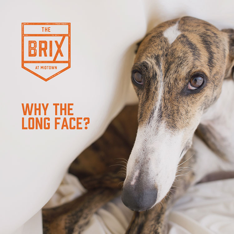 Brix - Why the Long Face